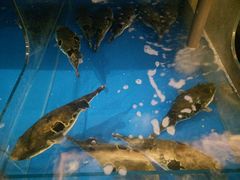 -大唐名家·息壤店