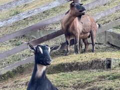 -神户市立六甲山牧场