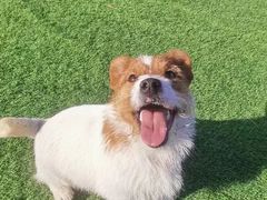 -北京京卫宠物寄养训练中心