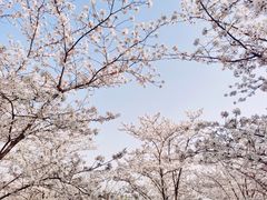 -顾村公园