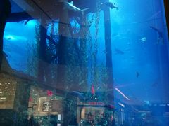 -迪拜水族馆及水下动物园