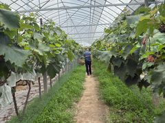 -马陆小张葡萄园农家乐