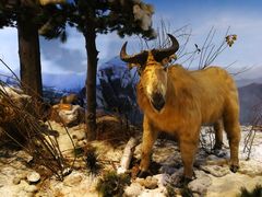 -陕西自然博物馆