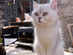 -喵屿·大理花园猫咖