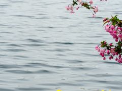 -莫愁湖公园