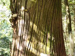 -天目山大树王景区