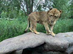 -北京野生动物园