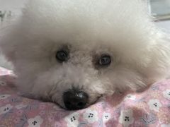 -美联众合动物医院·24h转诊中心