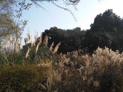 -西湖风景区-江洋畈生态公园