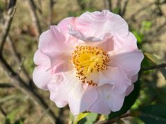 -两河城市森林公园