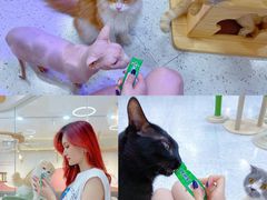 -喵园·猫主题咖啡厅·撸猫·猫咖(国贸店)