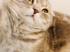 -猫冇咖·家门口的撸猫馆(大融城店)