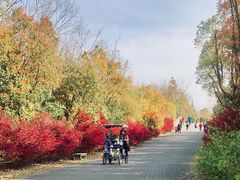 -上海海湾国家森林公园