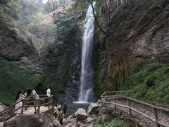 -莫里热带雨林景区