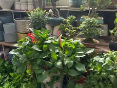 -双季花艺园艺市场(浦东店)