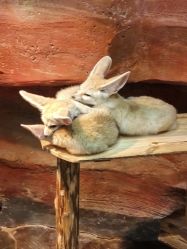 -Zoolung Zoolung动物主题公园(海信广场店)