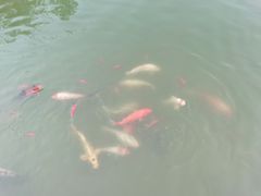 -无锡梁鸿湿地丽笙度假酒店·流觞西餐厅