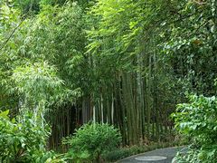-深圳仙湖植物园