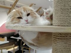 -喵园·猫主题咖啡厅·撸猫·猫咖(国贸店)