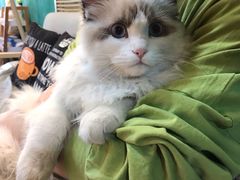 -猫十亿·布偶金渐层·曼基康矮脚猫舍(青年路店)