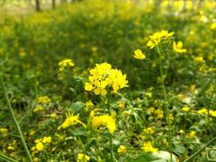 -合肥滨湖国家森林公园