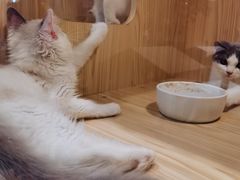 -屋虎猫馆(宝安大仟里店)