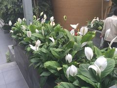 -北国之春国宴(乌兰察布店)