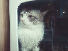 -70cat德文卷毛猫·缅因猫纯种猫舍