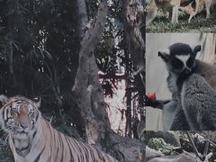 -广州长隆野生动物世界