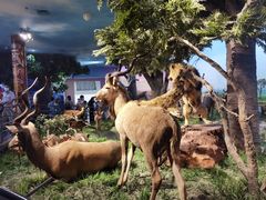 -国家自然博物馆