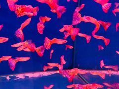 -山东柏宁水族批发广场