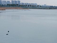 -贡湖湾湿地公园