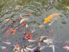 -苏州文庙(姑苏区)