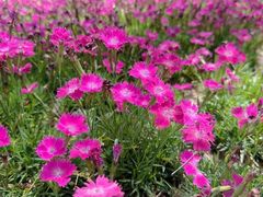 -千家粗粮王(MOMOPARK店)