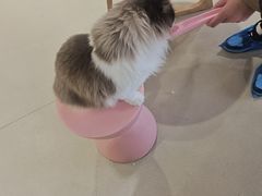 -藏猫猫咖啡主题馆(中央大道店)