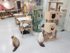 -喵园·猫主题咖啡厅·撸猫·猫咖(国贸店)