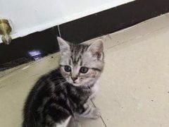 -宠爱国际动物医院·消化内科·心肾内科·ISFM猫友好(望京店)