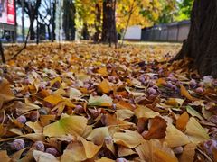-三里屯东五街银杏大道