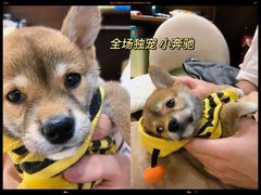 -逗柴咖啡屋·狗咖猫咖宠物桌游
