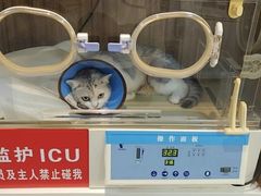 -御宝贝·A梦猫科宠物医院(国际猫友好医院)