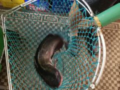 -古城苗家土菜馆(河景餐厅店)