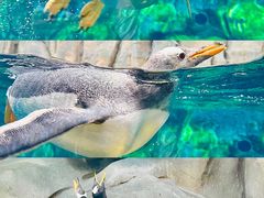 -海花岛旅游度假区