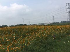 -紫颐香薰山谷景区
