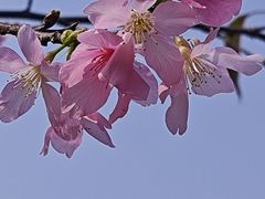 -中国科学院华南植物园