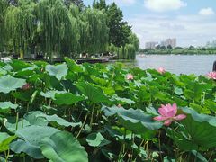 -济南大明湖景区