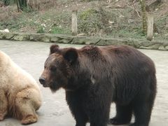 -贵州森林野生动物园