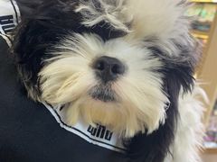 -美联众合动物医院·24h转诊中心