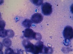 -菲丽丝宠物医院·24小时·猫科中心·免疫点(淮海分院)