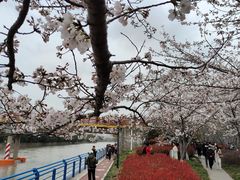 -高东镇樱花园