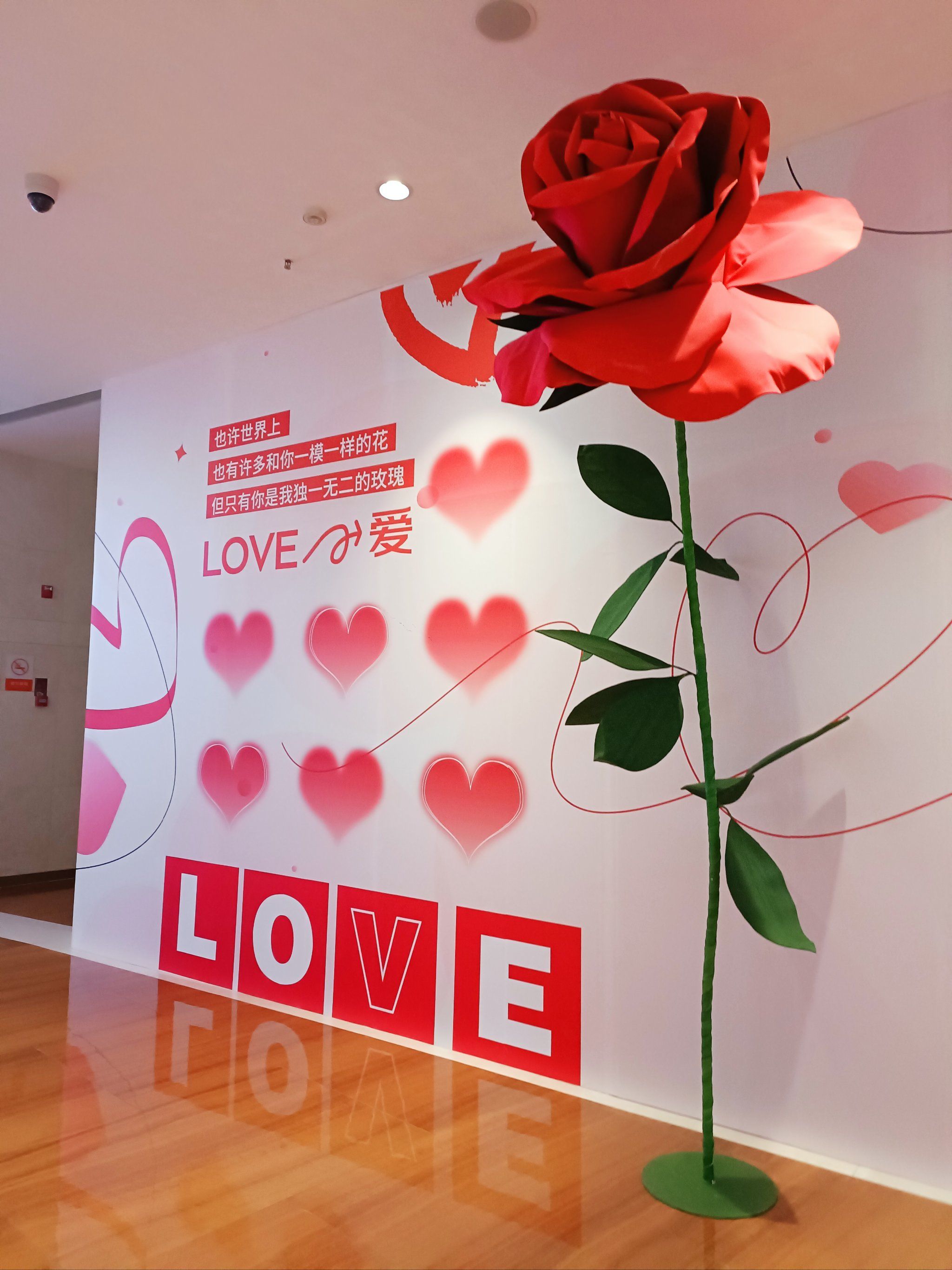 玫瑰花墙美翻天